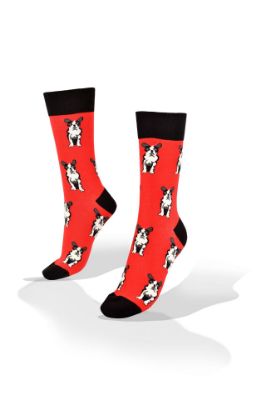 Picture of Boston Terrier on Red Socks