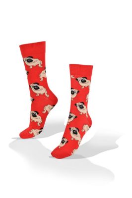 Picture of Pug Dog on Red Socks