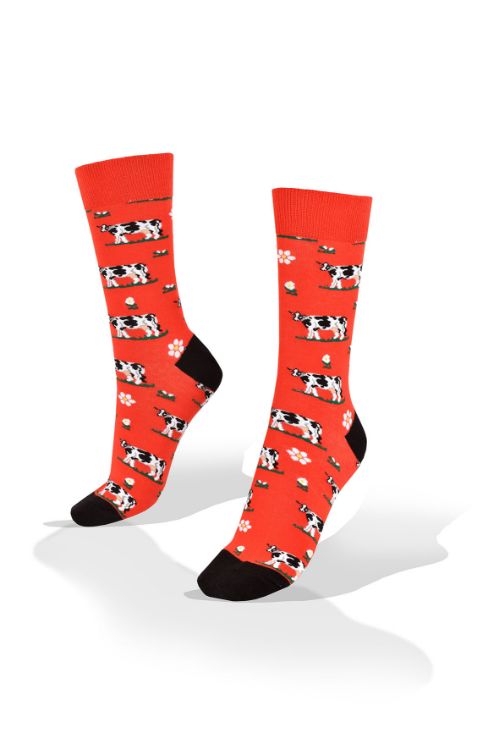 Picture of Cows on Red Socks